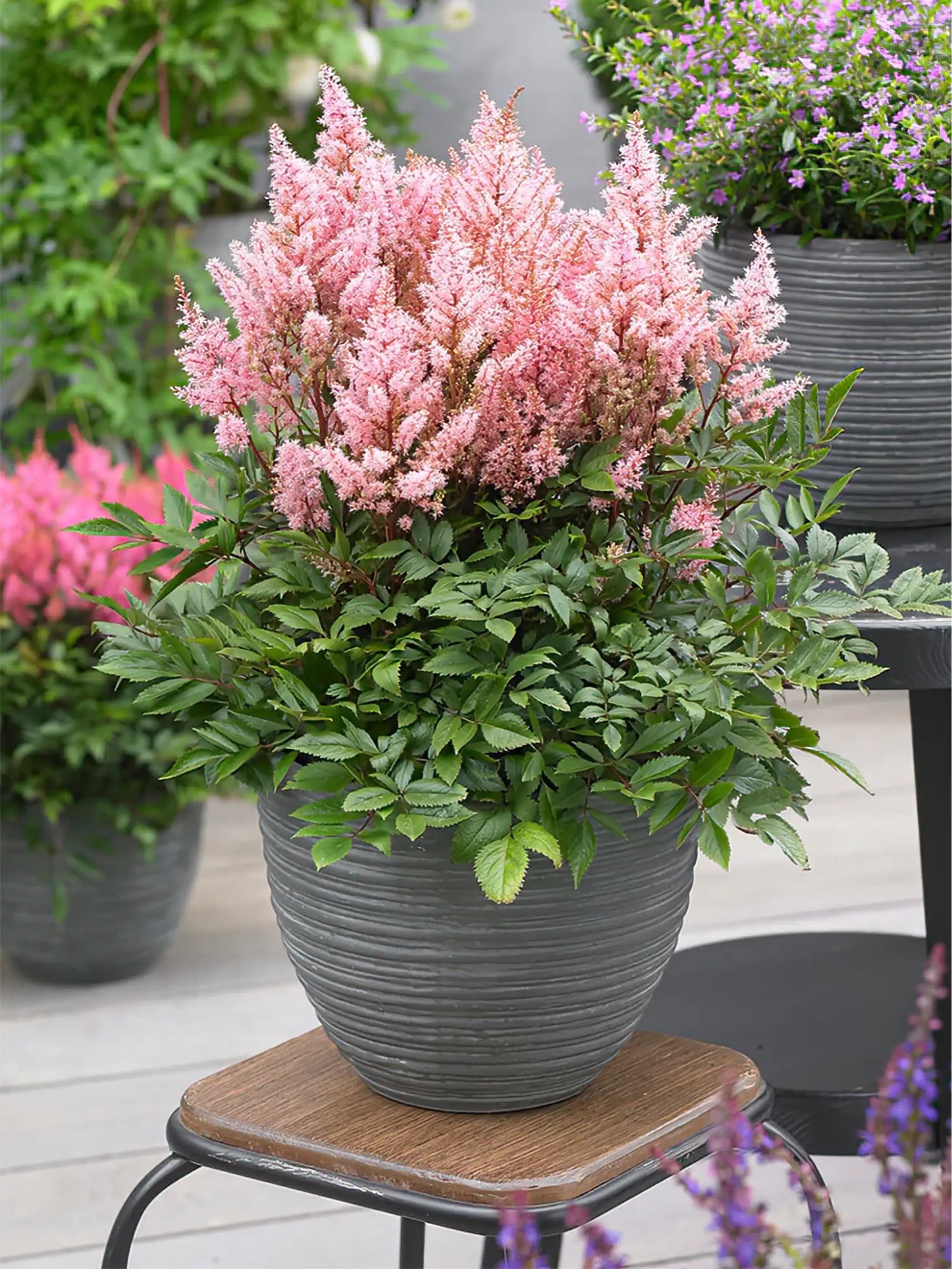 Astilbe 'Look At Me'